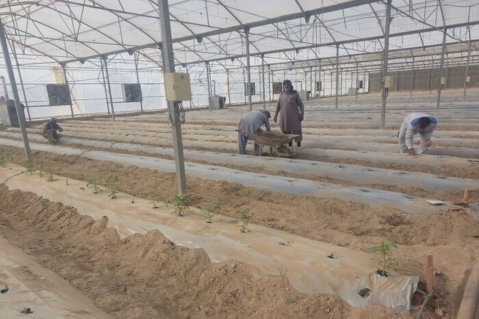 کشت ارقام جدید گوجه و خیار در منطقه سیستان کشت ارقام جدید گوجه و خیار در منطقه سیستان