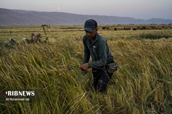 برداشت برنج کامفیروزی از دل شالیزارهای فارس