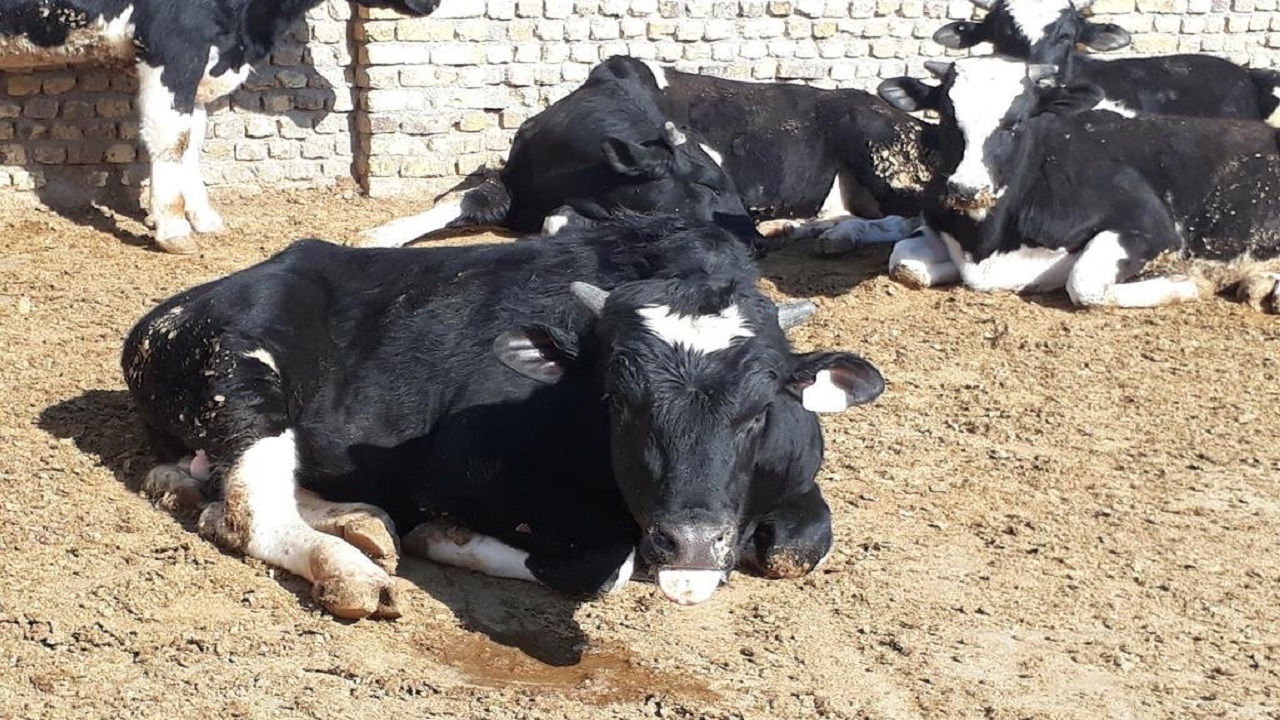 لزوم اقدام فوری برای مهار تب برفکی لزوم اقدام فوری برای مهار تب برفکی