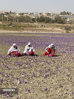 پیش بینی برداشت ۲۹ هزار تن زعفران در خراسان شمالی