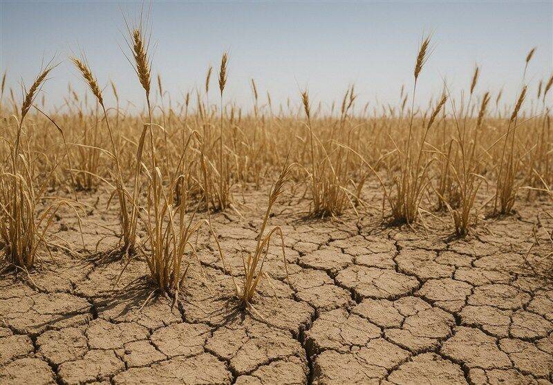 آغاز پرداخت غرامت گندمکاران با واریز ۱۱۰۰ میلیارد تومان آغاز پرداخت غرامت گندمکاران با واریز ۱۱۰۰ میلیارد تومان