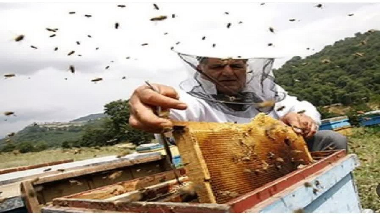 تولید ۲۳ تن عسل سالیانه در محمودآباد