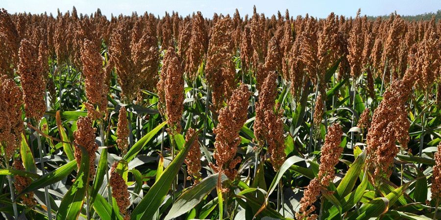 پیش بینی برداشت صد هزار تُن ذرت علوفهای در اردستان پیش بینی برداشت صد هزار تُن ذرت علوفهای در اردستان