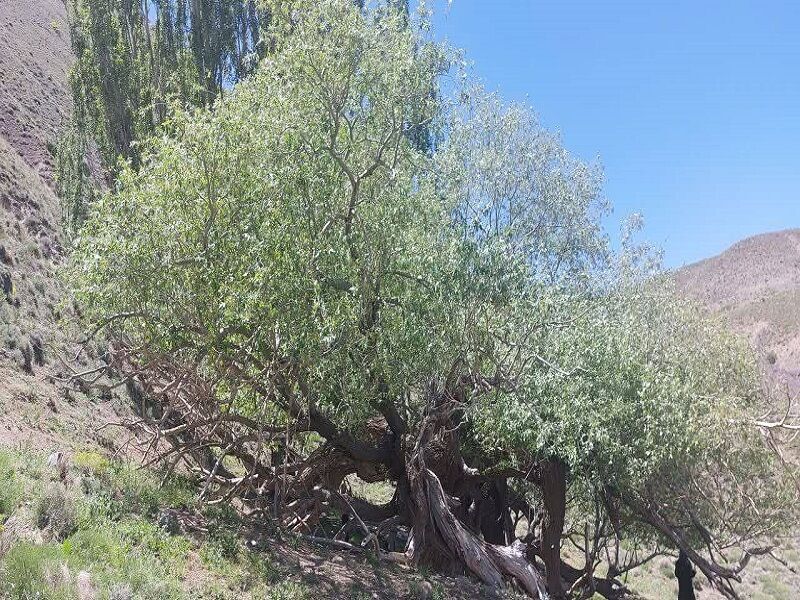 ثبت درخت بید کهنسال روستای بکاول تربت حیدریه در فهرست میراث طبیعی ملی