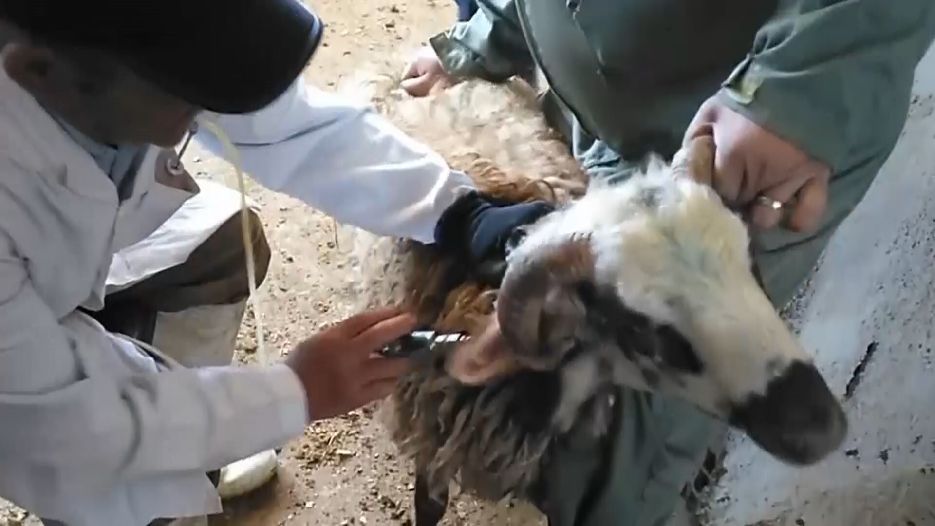 واکسیناسیون ۳۶۰ هزار راس دام سبک و سنگین در فریدونشهر واکسیناسیون ۳۶۰ هزار راس دام سبک و سنگین در فریدونشهر