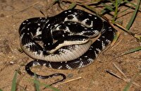 نجات ۸ نفر از گزش سیاهمار در جنوب سیستان و بلوچستان