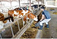 تنوع بخشی به خوراک دام با استفاده از نهاده‌های جایگزین