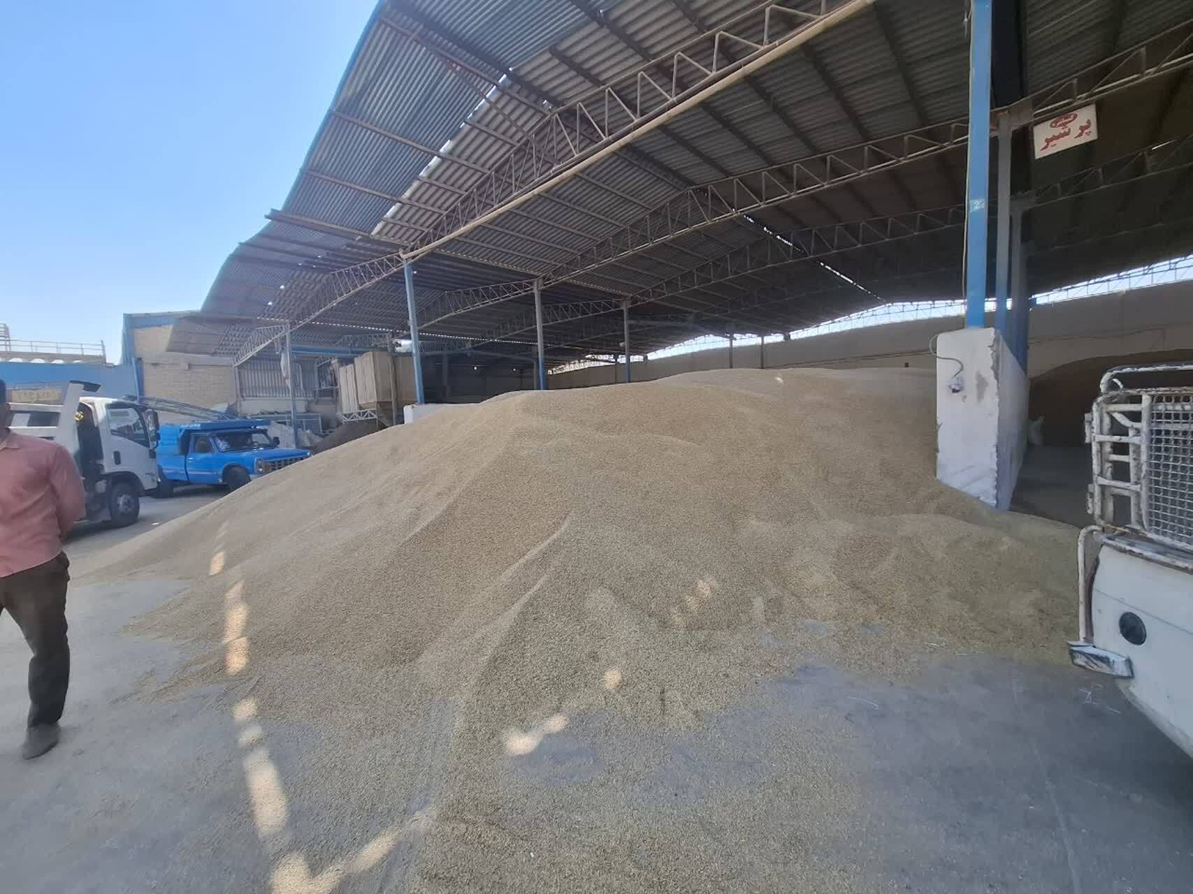 افزایش قیمت نهاده های دامی و دانه مرغی در رصد تعزیرات