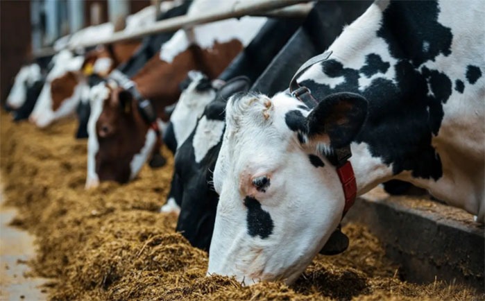 چالش های تامین نهاده های دامی در عرصه های تولید و واردات