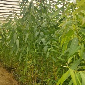 کاشت ۲۵۰۰ اصله نهال اکالیپتوس در مزارع کارون