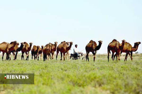 تولید ۱۱۰ تن گوشت شتر در خراسان شمالی تولید ۱۱۰ تن گوشت شتر در خراسان شمالی