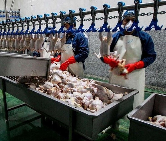 کشتارگاههای کمکار در آذربایجانغربی تعزیراتی میشوند کشتارگاههای کمکار در آذربایجانغربی تعزیراتی میشوند