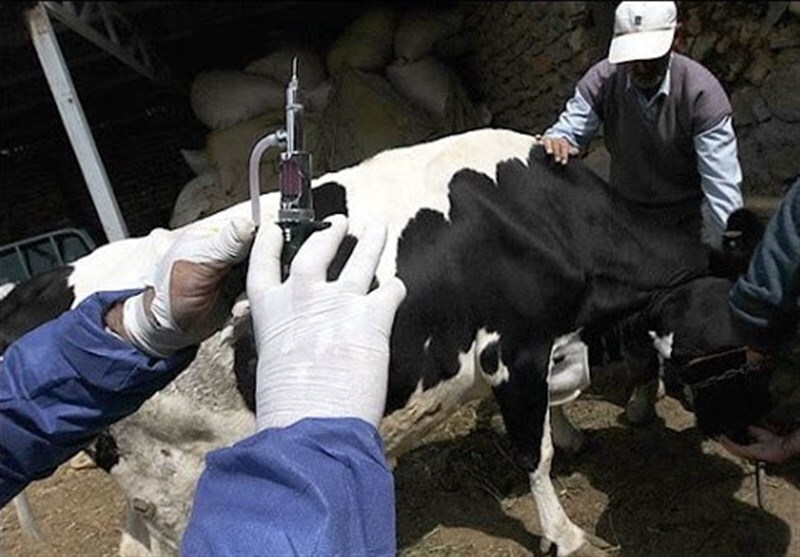 کنترل کانون بیماری تب برفکی در دام‌های دزفول
