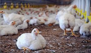 جریمه مرغدار متخلف در مهاباد