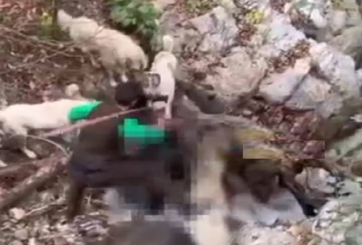 صدور حکم جلب حیوان‌آزار در ماسال