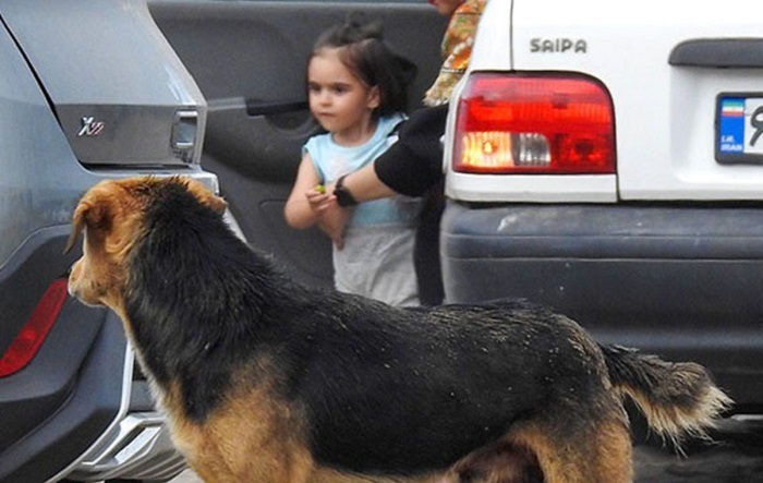کاهش ۳ درصدی مصدومان گازگرفتگی سگ در مازندران