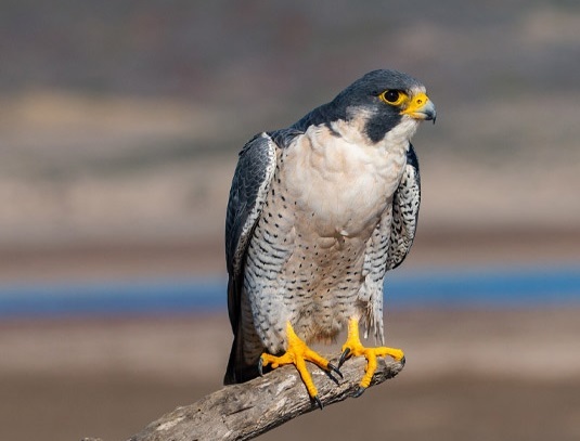 ایران برای حفاظت از شاهین دریایی در سایتیس فعال شد