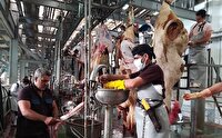 نظارت دامپزشکی بر کشتارگاه‌های دام و طیور خوزستان