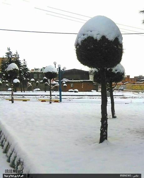  
ترکیب سبزی سلسله با سفیدی برف 
r