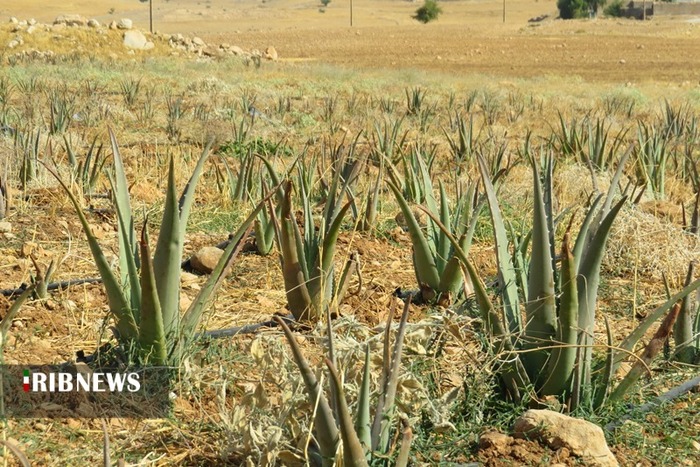 آغاز برداشت محصول آلوئه ورا در دهدشت